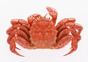 初めての方にも最適な恵比寿水タバコの店