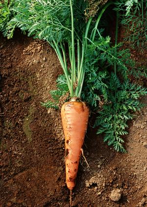 豊富な種類の香辛料を提供する会社