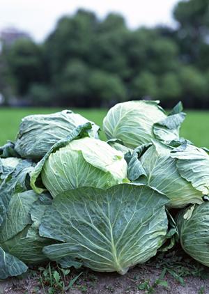 みなとみらいのシェイクシャックで特別な体験を