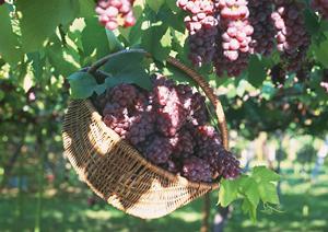 東京で有名な限定お菓子のショップ