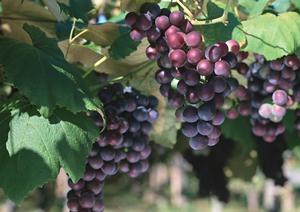 恵比寿にある東京水タバコの専門店